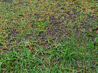 A lush carpet of green grass, interspersed with areas of brown and yellow, creates a dynamic and textured natural surface. Perfect for backgrounds, textures, or nature-themed projects.