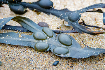 Bladder Wrack (Fucus vesiculosus), a common brown seaweed, washed up on the beach, Druridge Bay, Northumberland. 