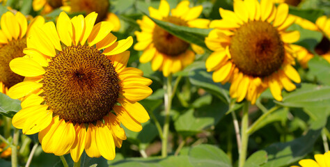 Obraz premium Blooming sunflower fields. Beautiful yellow flower