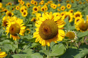 Fototapeta premium Blooming sunflower fields. Beautiful yellow flower