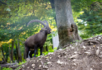 Mountain goat with striking horns