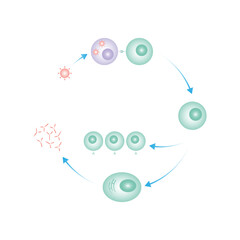 B Cell Activation Process Science Design. Vector Illustration.