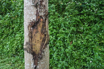 Obraz premium a tree trunk whose outer skin has been peeled off and the inner flesh is visible, the surface is rough and moldy against a green background of grass leaves 