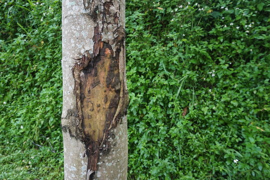 a tree trunk whose outer skin has been peeled off and the inner flesh is visible, the surface is rough and moldy against a green background of grass leaves