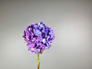 Hand holding a single purple hydrangea flower against a neutral grey background. Minimalist floral composition. Flower shop