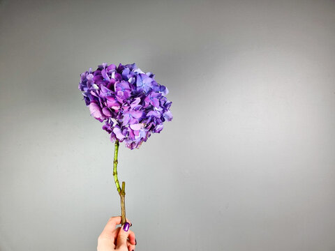 Hand holding a single purple hydrangea flower against a neutral grey background. Minimalist floral composition. Flower shop - Powered by Adobe