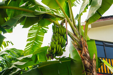 A banana plant in full bloom, showing off its vibrant green leaves and a bunch of unripe bananas, creating a tropical ambience and representing freshness and natural growth.