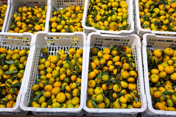 A basket filled with fresh, ripe tangerines. Christmas Eve and preparations for Christmas.