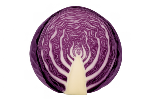 Red cabbage half showing its intricate purple leaves and white core. Fresh raw ingredient for healthy cooking, transparent background