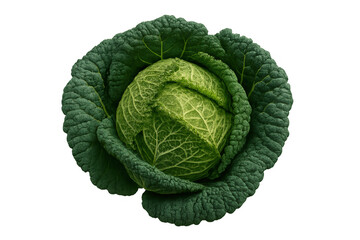Fototapeta premium Fresh green savoy cabbage, a healthy raw vegetable, showing organic leaf texture for food and cooking concepts