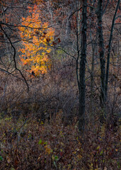 Obraz premium 741-53 Bradford Splendor