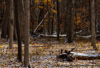 741-41 Forest Floor Snow