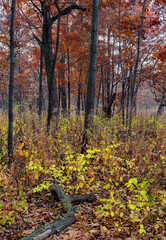 741-56 Oak Red, Honeysuckle Yellow