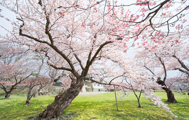 Fototapeta premium 松前城の桜