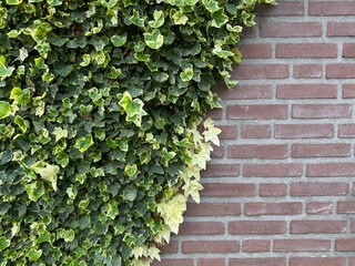 ivy leaves on wall. Natural vertical greenery on a brick facade
