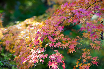 秋の光に染まる色とりどりの紅葉
