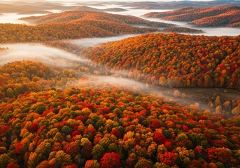 Vibrant Autumn Forest Canopy with Morning Mist