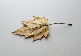 Delicate Autumn Leaf with Detailed Veins on White