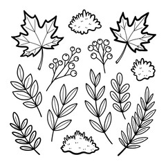 A charming collection of hand-drawn autumn leaves, berries, and foliage line art, perfect for coloring pages, seasonal designs, and nature-inspired crafts.