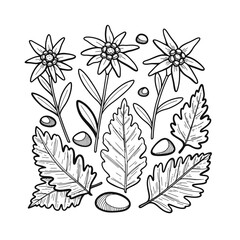 A charming monochrome line art illustration of alpine Edelweiss flowers, unique leaves, and scattered stones, ideal for botanical nature-themed projects.