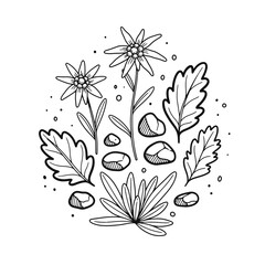 A charming hand-drawn illustration featuring delicate edelweiss flowers, botanical leaves, and natural pebbles, perfect for nature-themed designs or a relaxing coloring page.