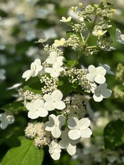 White  flowers on green background