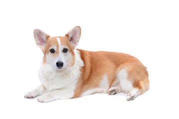 corgi laying down