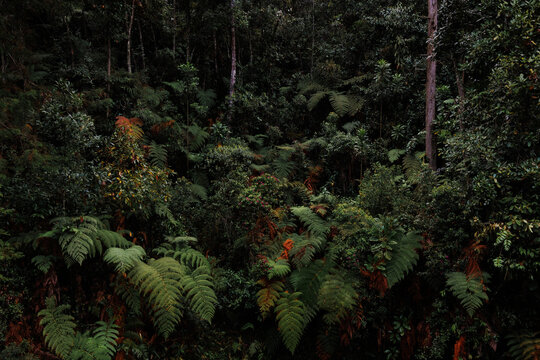 Tapiz denso y oscuro de helechos, hojas y follaje exuberante en el bosque h&uacute;medo de monta&ntilde;a, con toques rojizos en la vegetaci&oacute;n baja del Parque Piedras Blancas, Santa Elena, Antioquia.