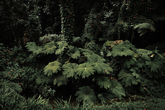 Denso y oscuro tapiz de follaje en el bosque de monta&ntilde;a de Santa Elena, Antioquia, Colombia, con grandes hojas en primer plano y enredaderas, capturando la exuberancia de la selva.