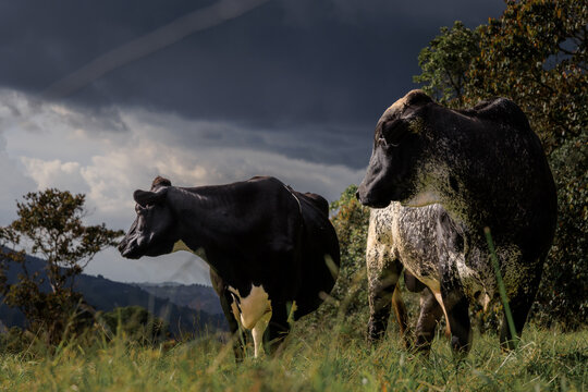 Dos vacas de colores blanco y negro bajo un cielo tormentoso, oscuro y dram&aacute;tico en un pastizal de La Ceja, Antioquia, Colombia. Contraste de luz fuerte y atm&oacute;sfera rural.