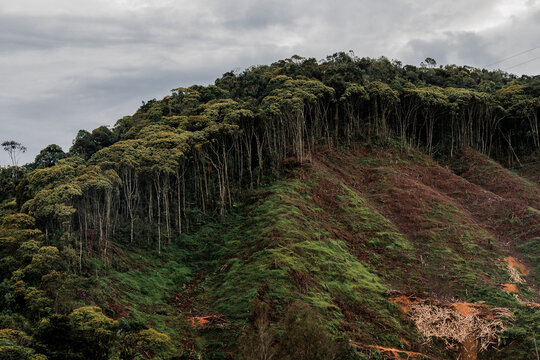 Ladera de monta&ntilde;a en San Carlos, Antioquia, Colombia, mostrando deforestaci&oacute;n y reforestaci&oacute;n incompleta: bosque alto y fino sobre tierra roja, pasto verde y zonas taladas.