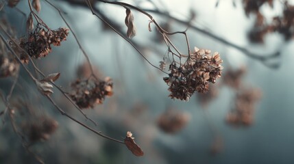 Dried hydrangea flowers in the misty morning garden, an autumnal tableau