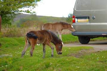neugieriges Dartmoor Fohlen