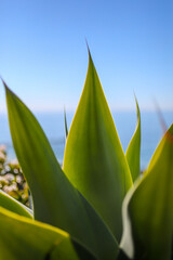 Green aloe plant leaves set off of blue pacific ocean and sky in California