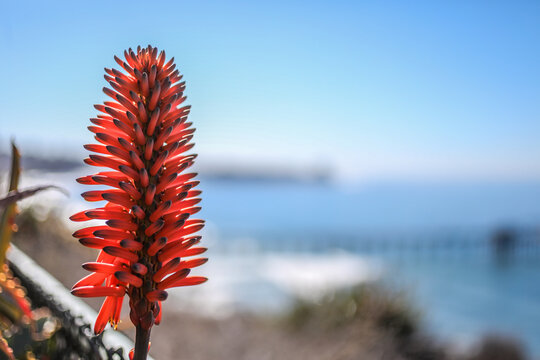 Beautiful aloe flower standing out in front of blurry Scripps Pier in La Jolla - Powered by Adobe