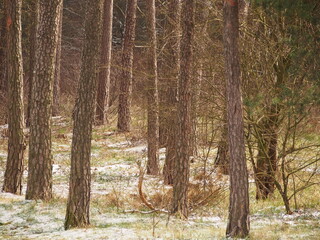 Pierwszy śnieg © Tomasz