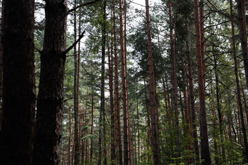 trees in the forest and park