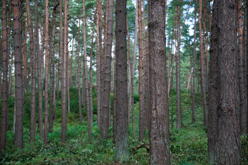 trees in the forest and park