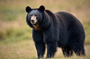 Fototapeta premium A large black bear stands in a green brown grassy field. This wild animal looks alert towards the viewer. The predator lives in its natural habitat, a forest wilderness, showing nature power.