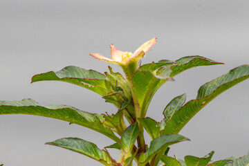 Close-up of a developing Peruvian Ludwigia (Ludwigia peruviana) flower bud in pale yellow/pink, surrounded by shiny green leaves. Strong contrast against a smooth, homogeneous medium-gray background.