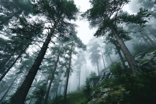 Dense pine forest in misty mountains with tall trees and rocky slope