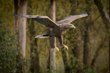 Pygargue &agrave; queue blanche