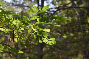 Wild acacia tree branch with green leaves in the forest, close up