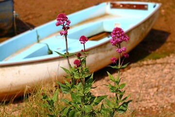 Blumen vor Boot