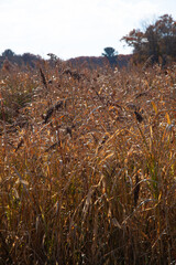 dry grass in the wind