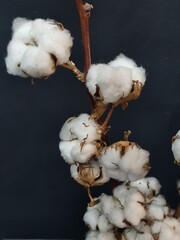 Close-up vertical shot of fluffy white cotton bolls attached to a dried brown branch, elegantly contrasted against a dark, minimalist background