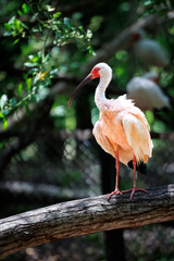 An American white ibis (Eudocimus albus) in the Colombia national aviary