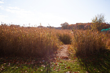 autumn landscape with grass