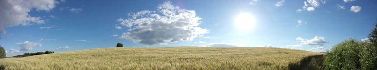wheat field