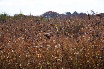field of wheat